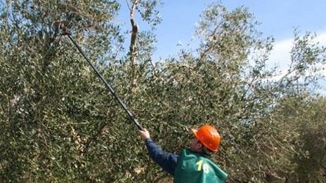 Sassarese la campionessa di potatura dell’olivo 