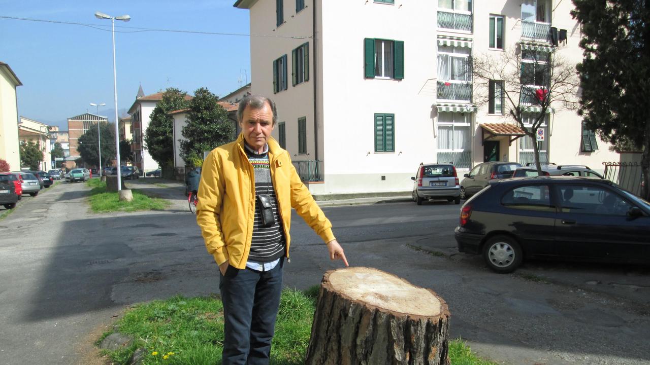 Abbattuti in via della Quiete alberi vecchi più di mezzo secolo