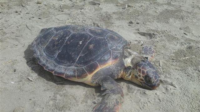 Rara tartaruga marina trovata morta a Lido di Camaiore