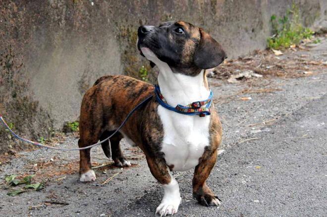 Cagnolino veglia il padrone morto per tre giorni 