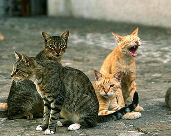 Uccisi due gatti in 4 giorni in via Telamonio 