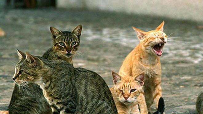 Uccisi due gatti in 4 giorni in via Telamonio