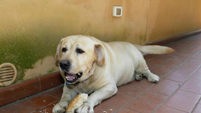 Cane scappa dal giardino e attraversa il viale d’Antignano: salvato