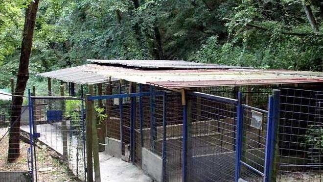 «Dovete darlo a me»: tutti vogliono il cane Brunello