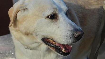 Cane abbaia e fa scoprire il nascondiglio del ladro in fuga