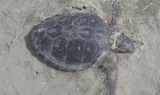 Una tartaruga verde spiaggiata a Lido 