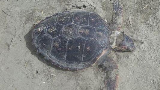 Una tartaruga verde spiaggiata a Lido