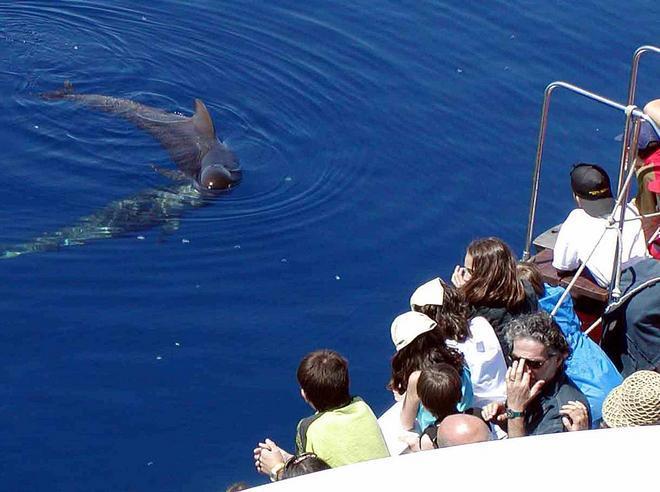 Anche Bibbona nel santuario dei cetacei 