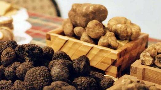 Tartufi e fantasia La mostra mercato aiuta il Colle ferito