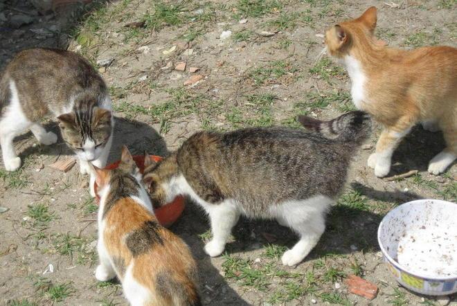 L’appello: «Salvate i gatti di via la Pergola»