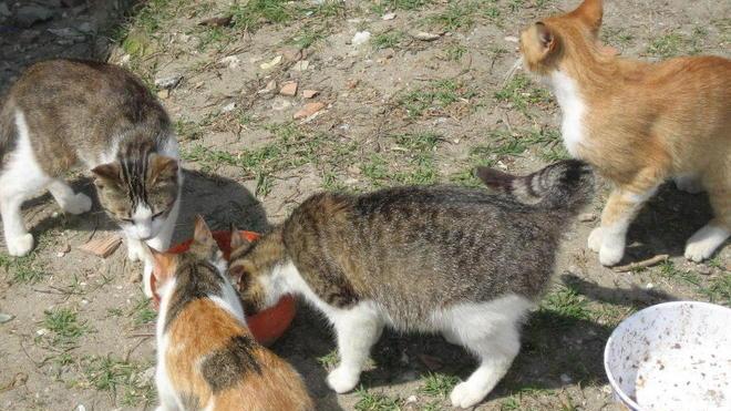 L’appello: «Salvate i gatti di via la Pergola»