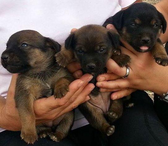 Cinque cuccioli abbandonati recuperati dalla polizia locale