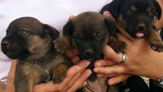 Cinque cuccioli abbandonati recuperati dalla polizia locale