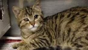 Milly è l’adozione del cuore