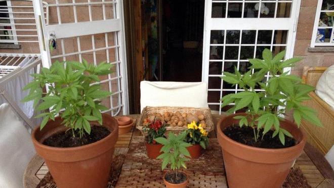 Mini piantagione di cannabis in casa, arrestato un 33enne 