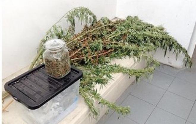 Assolto con 3 etti di marijuana a casa «Uso personale, c’erano le foglie» 