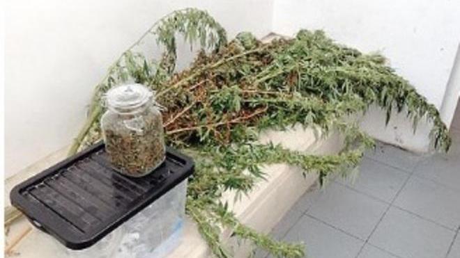 Assolto con 3 etti di marijuana a casa «Uso personale, c’erano le foglie»