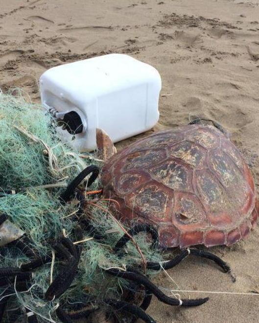 Una tartaruga marina spiaggiata 