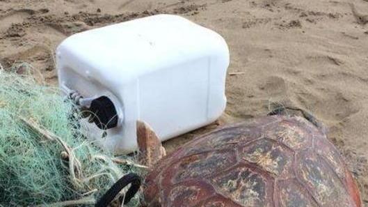 Una tartaruga marina spiaggiata