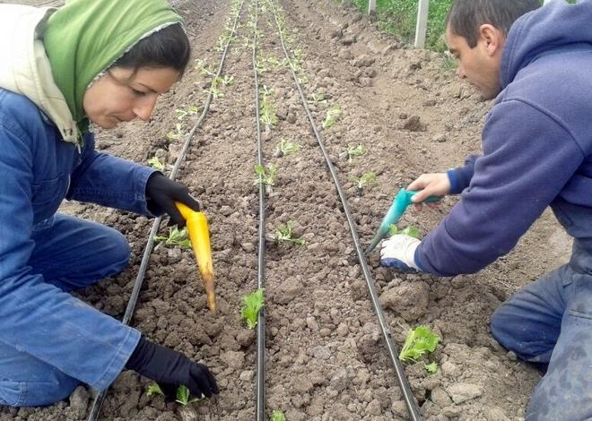 Peperoni e cavoli sotto i tetti fotovoltaici 