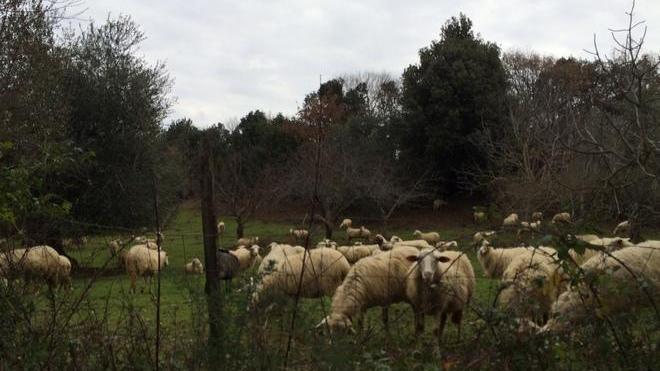Predazioni: «Cambiare la legge»