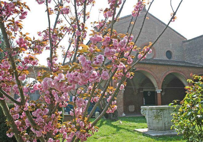 È rifiorito il ciliegio di Sant’Antonio in Polesine