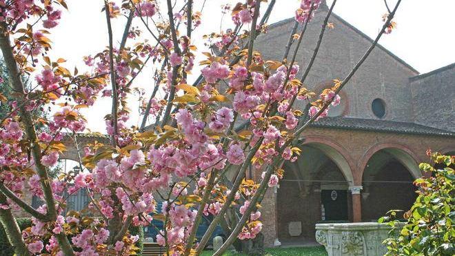 È rifiorito il ciliegio di Sant’Antonio in Polesine