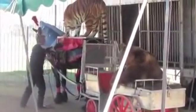 «Gli animali del circo Martin vengono maltrattati», la Lav chiede il sequestro 