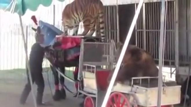 «Gli animali del circo Martin vengono maltrattati», la Lav chiede il sequestro 
