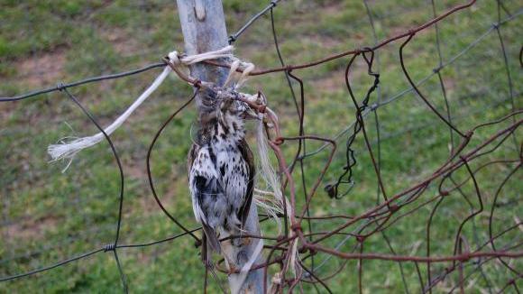 Strage di uccelli migratori nel Sulcis: 300mila l’anno 