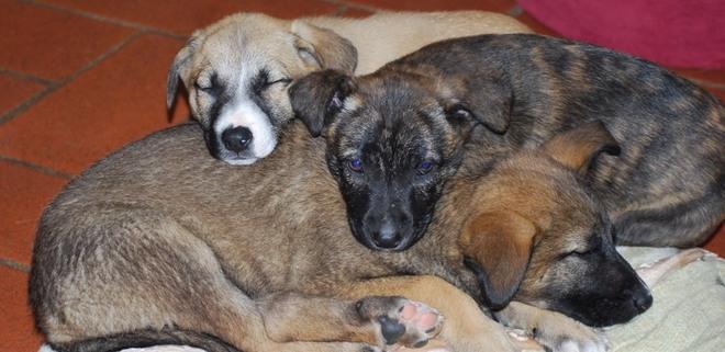 Ancora cuccioli abbandonati, il canile lancia l’allarme 