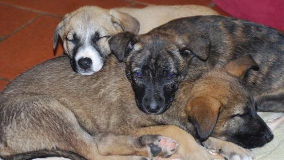 Ancora cuccioli abbandonati, il canile lancia l’allarme