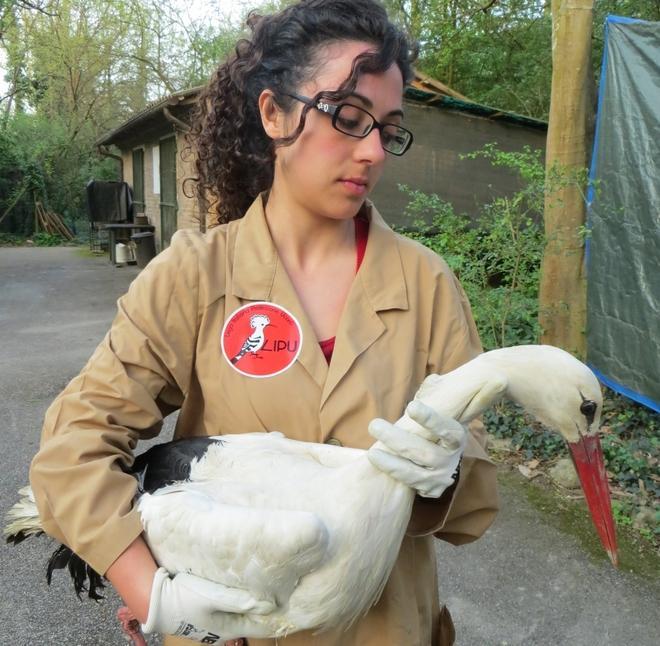 Le cure della Lipu salvano una cicogna 