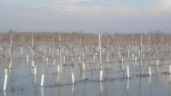 L’alluvione ha risparmiato solo 48 aziende