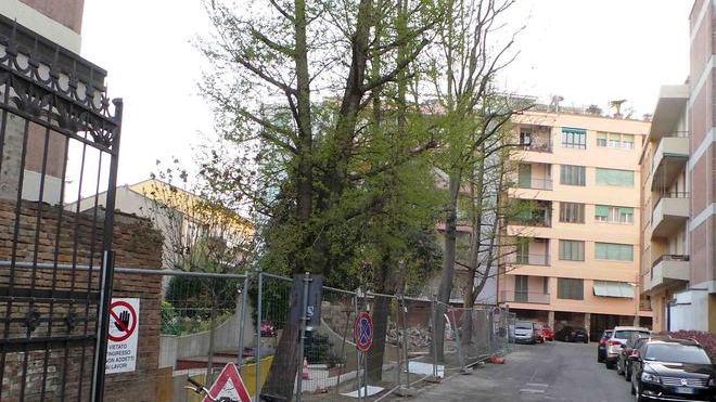 Accordo vicino per alberi di viale Cavour