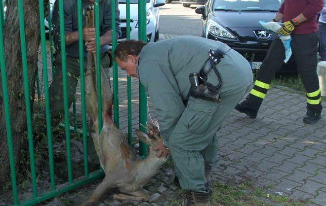 Capriolo si perde in città, salvato in via Makallè 