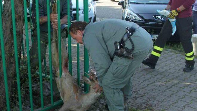 Capriolo si perde in città, salvato in via Makallè