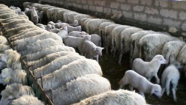 I pastori: lingua blu uccide l’industria della pecora 