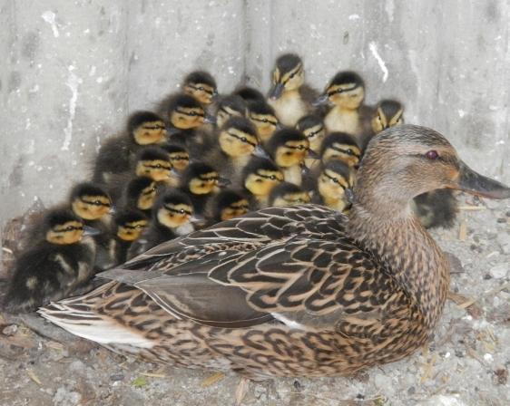Anatroccoli salvati sulla Nuova Estense 