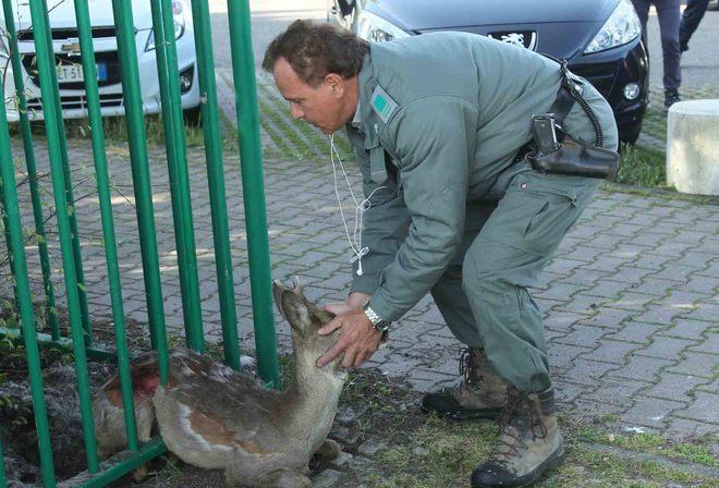 Capriolo salvato dai vigili provinciali