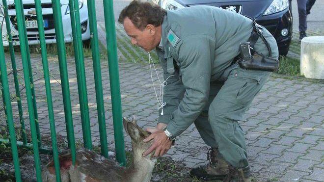 Capriolo salvato dai vigili provinciali