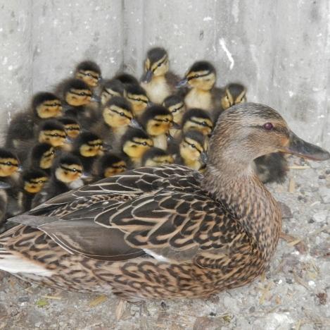 Vaciglio: salvati 14 piccoli anatroccoli che volevano attraversare la Nuova Estense