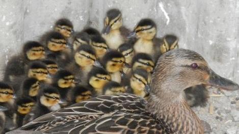 Vaciglio: salvati 14 piccoli anatroccoli che volevano attraversare la Nuova Estense