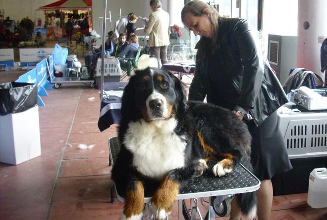 Gli esperti giudicano 491 cani per 138 razze 