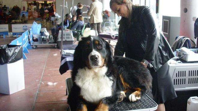 Gli esperti giudicano 491 cani per 138 razze