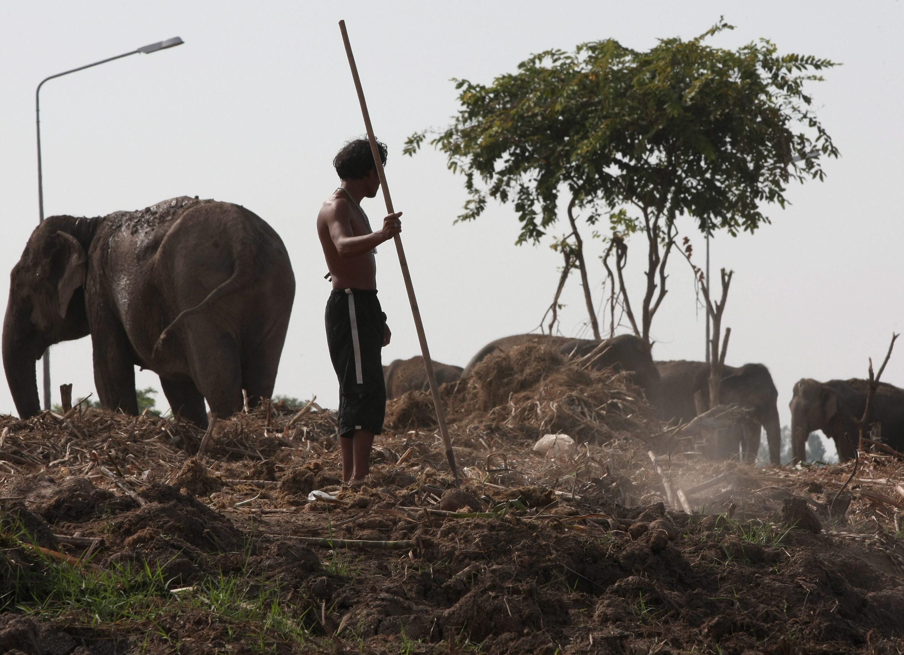 La sterco di elefante diventa carta grazie alla coop di Formigine 
