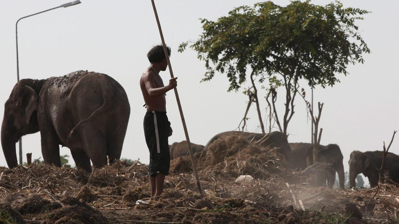 La sterco di elefante diventa carta grazie alla coop di Formigine