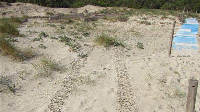Turista belga scorrazza con un quad sulle dune di Porto Giunco, multato 
