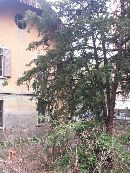 «Invasione di ratti e insetti: il Comune deve intervenire»