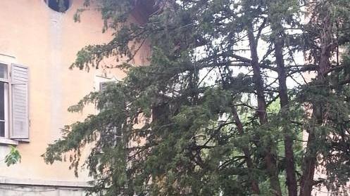 «Invasione di ratti e insetti: il Comune deve intervenire»